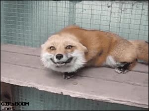 mover la cola,perro,zorro,comportamiento