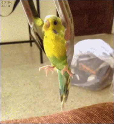 no parece quejarse mucho,mover,coger,pinzas de ensalada,levantar