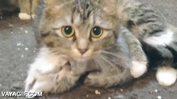 dormir,dormido,gato,cachorro,madre,cria,proteger