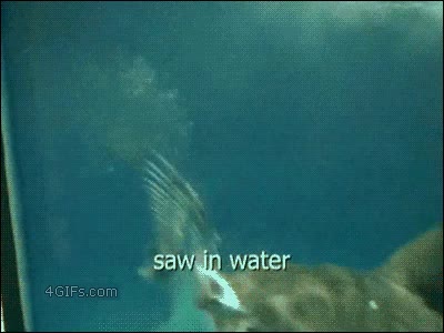 pez,sierra,atacar,comer,pescado,agua