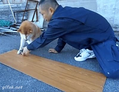 aguantar,metro,ayudar,inu,shiba,akita,perro