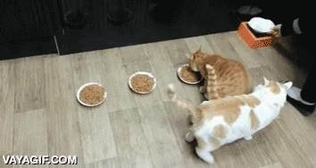 menudo zarpazo le daba yo si fuera el otro gato,egoista,troll,no dejar comer,gato,platos