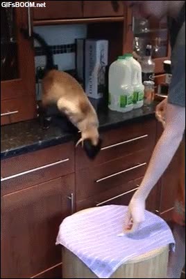 troll,devolver,caer,fail,trapo,tapado,cubo,trolleada,gato