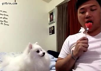 trozo de comida,hombre,mirar,perro