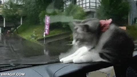 atacar,coche,limpiaparabrisas,jugar,gato,locura