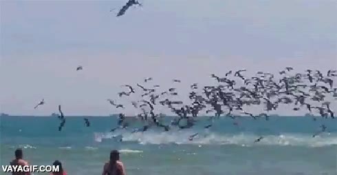 tirarse en formación,agua,mar,marinas,aves,pescadores,pescar