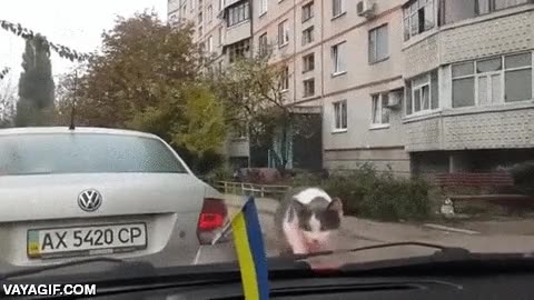 asustarse,susto,limpiaparabrisas,gato,ataque