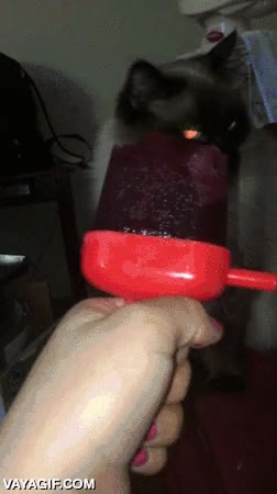 mancharse la frente,fail,gato,no entender,cabezazo,helado