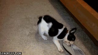 Enlace a La obsesión de mi perro por mis zapatillas