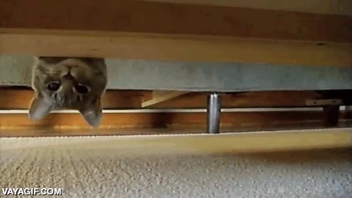 debajo del sofa,al revés,bocabajo,cama,mirar,gato