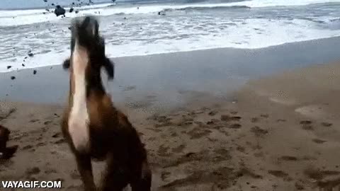 Cualquiera podría pensar que el humano tenía todo planeado para este choque de perros perros,perro,playa,trollear,caer encima,tirar,volteretas