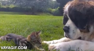 gatito,gato,san bernardo,perro,valiente