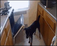 más calentito estará,Desobediente,perro,bebé,horno,orden,cuidar del bebé