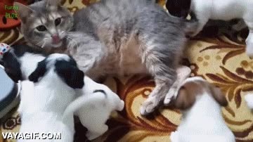 al ataque,a por el,jugar,perritos,perros,gato