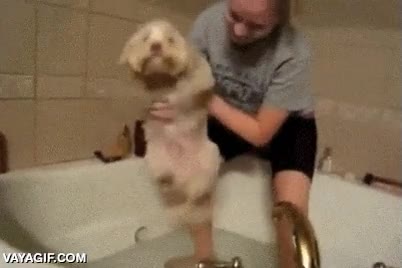 ba&ntilde;o,en el aire,agua,ba&ntilde;era,nadar,perro