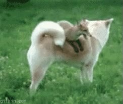 jugar,saltos,vallas,saltar,perro,zorro