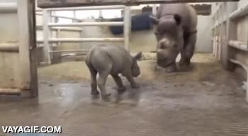 intentar huir,vacuna,medico,cria,bebe,rinoceronte,atrapado