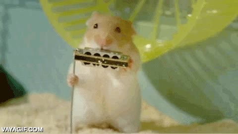 menuda orquesta,tocar,instrumentos en miniatura,musicos,hamsters