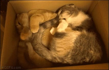 agusto,apretados,dormir,posturita,caja,gatos