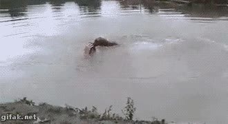 salvar,rescatar,le pega un buen cabezazo,perro,al agua,socorrista