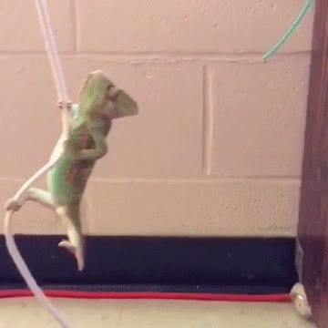 lanzarse,cuerda,liana,tarzan,camaleon