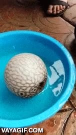 se sale del cubo,desinflarse,inflarse,agua,barre&ntilde;o,pez globo