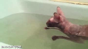 Aquí disfrutando de un bañito tranquilo... Eh tú, ¿por qué entras aquí? nadar,agua,esfinge,sphynx,gato,baño,disfrutar