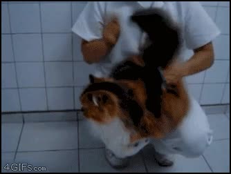 zurrarse,gatos,darse golpes,guantazos,percusi&oacute;n,no parece desagradarle tanto