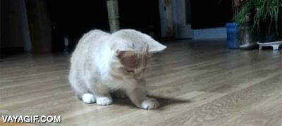 puntero laser,punto rojo,gato,gatito,atrapar,pata