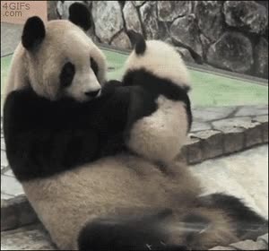 en brazos,hijo,madre,besito,besar,beso,oso panda