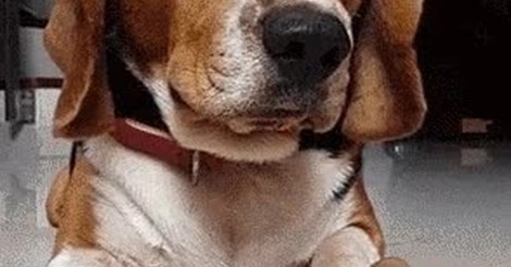 ¡Vaya GIF! / Perro, tengo que confesarte mis sentimientos... yo, ¡te