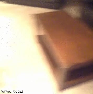 dora la exploradora,tele,sofa,lo flipan,dibujos animados,crias,cachorros,leoncitos,leones