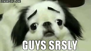 mirada perdida,cejas,stahp,guys,perro,pobrecito