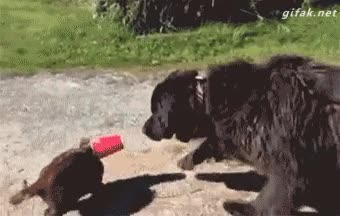 ayudar,quitar,atrapado,atascado,vaso,perro,gato