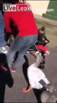 susto,por la espalda,sorpresa,olor,pato,son animales curiosos