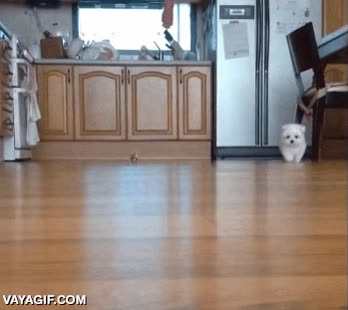 muy gracioso y adorable,pequeño,pasos,pasitos,perro