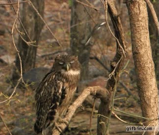 trollear,ave,pajaro,lechuza,buho