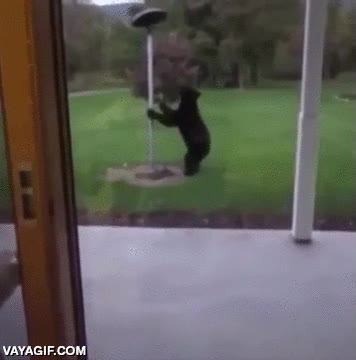 especimen joven,poste,atacar,jard&iacute;n,oso,miedo