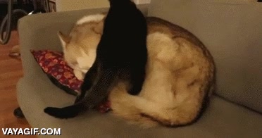 Iba a comprarme un colchón de viscolatex, pero teniendo un husky... usar de colchon,gato,perro,husky,echarse encima