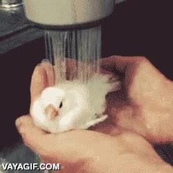 agua,grifo,bañarse,ave,pajaro,ducha