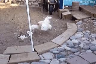 policias de la granja,detener,separar,pelea,conejo,gallina