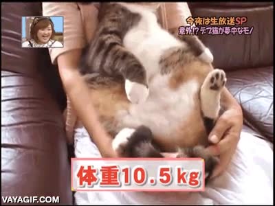 wiggle wiggle wiggle,engordar,gato,hipnotico,gordo