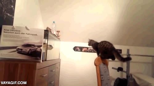 funcionamiento,silla,estamparse,de morros,acuario,pecera,vidrio,cristales