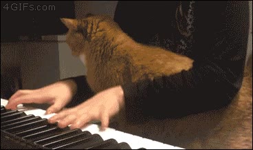me pongo aqu&iacute; porque soy un gato,piano,tocar,due&ntilde;a