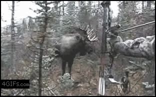 arco y flechas,cazador,disfruta de su cornamenta,atacar,alce,ciervo