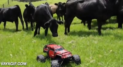 perseguir,vacas,ganado,coche teledirigido,prado