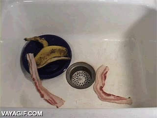stop motion,movimiento,sumidero,pica,mascotas,tiras,bacon