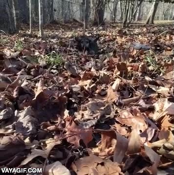 esperar,bosque,hojas secas,cachorro,perrito,perro