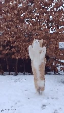 al vuelo,atrapar,bola de nieve,gato