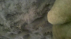 como cuando se mete un gatito pero a lo bestia,debajo del coche,leona,leon